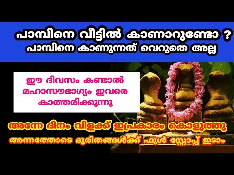 പാമ്പിനെ വീട്ടിൽ കാണാറുണ്ടോ ?അന്നത്തോടെ ദുരിതങ്ങൾക്ക് ഫുൾ സ്റ്റോപ്പ് ഇടാം