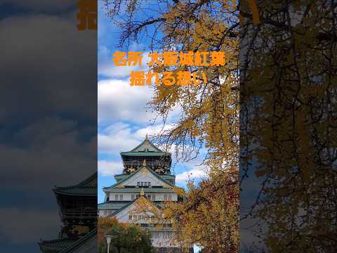 名所 大阪城の紅葉から揺れる想い(ZARD)2024 #music #song #cover #ZARD #大阪城紅葉#osaka #紅葉 #autumn #winter  #flowers