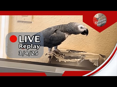 Einstein Parrot Live 3/4/25