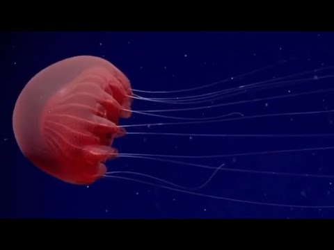 Facts: The Dusky Red Jelly (Poralia)