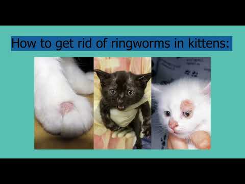 Ringworm Treatment for Precious Kittens