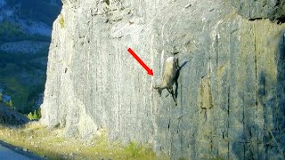 How do Mountain Goats stand on steep cliffs? These Goats can climb rocks better than people.