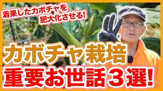 家庭菜園や農園のカボチャ栽培で6月の重要お世話3選！着果したカボチャを肥大化させるポイントを徹底解説！【農園ライフ】