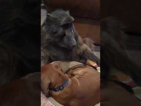 This Puppy LOVES his Baboon friend!