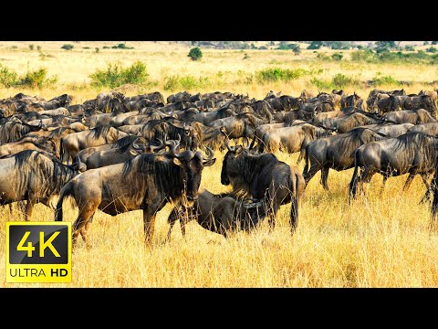 4K African Animals: Mole National Park - Amazing African Wildlife Footage with Real Sounds