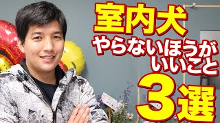 【実はやらないほうが良い!?】室内犬でやってしまいがちなこと3選