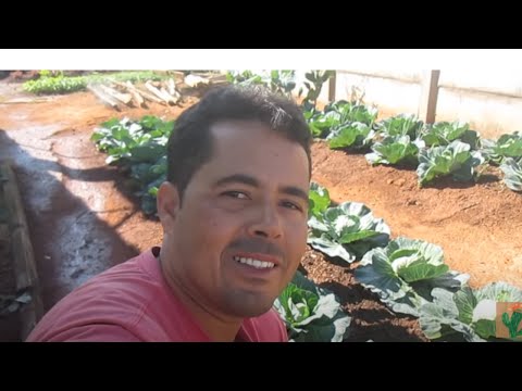 Dica simples para evitar pragas nas nossas plantas usando a planta do  Neem