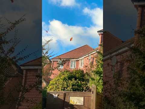 Autumn flying by #shortsvideo #shorts #autumn #autumncolors #autumnlook #nature