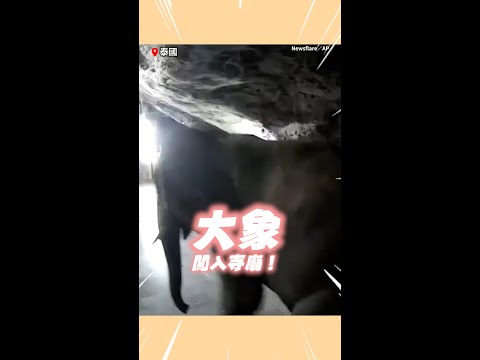 #泰國 僧侶念經遇大象闖進寺廟...嚇壞躲角落 #Shorts