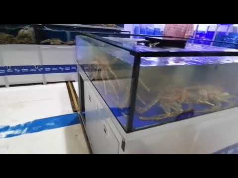 LIVE SEAFOOD & AQUARIUM