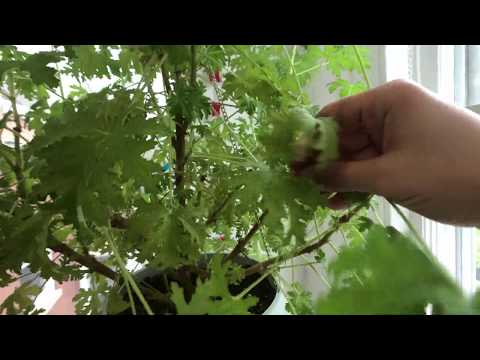 How to grow Indoor Citronella Plants and propagate them