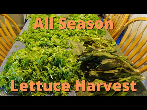 Harvesting cut and come again lettuce!