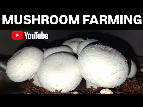 Mushroom farming business idea How grow mushroom Mushroom harvesting mushroom cultivation #mushroom