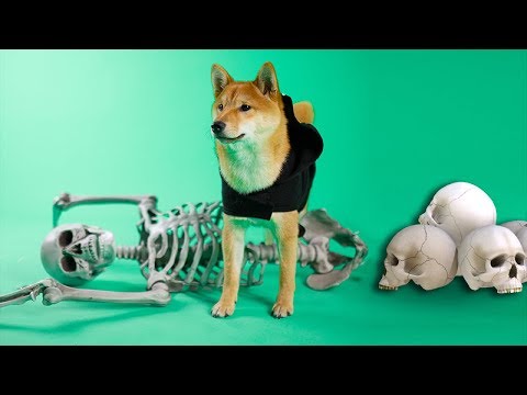 Shiba Defeats Spooky Skeleton