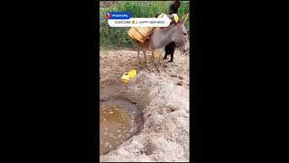 BRAVING THE DESERT HEAT; FETCHING WATER WITH A DONKEY #asmr #village #villagelife