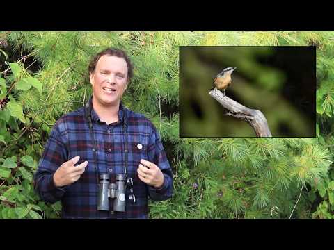 Birding Basics with Birds Canada: How to "pish"