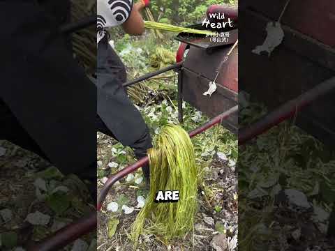 Harvesting Ramie: From Plant to Cloth