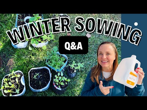 Winter Sowing 🌱🌸 ANSWERS To Your WINTER SOWING Questions | UPDATE Winter Sowing 3 Different Ways🤩