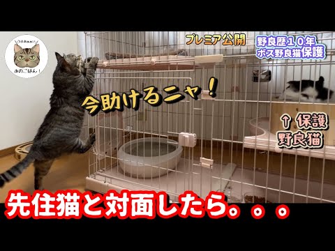 【緊急保護野良猫】保護から3ヶ月先住猫と対面したら意外な展開に…