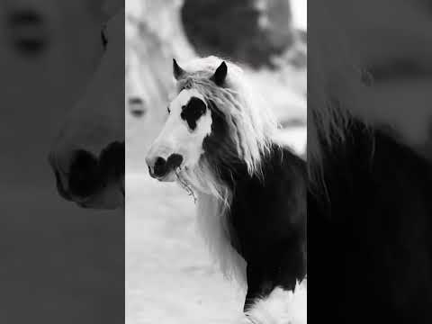 "Majestic Horse Breeds: A Journey Through Beauty and Grace" #facts #wildlifefascination