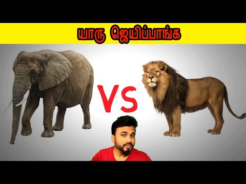 யாரு ஜெயிப்பாங்க  Lion vs Elephant Scientific Explanation - fact express 28