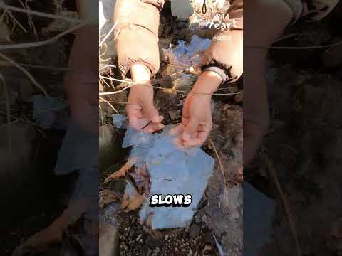 Turning Rocks for Winter Food