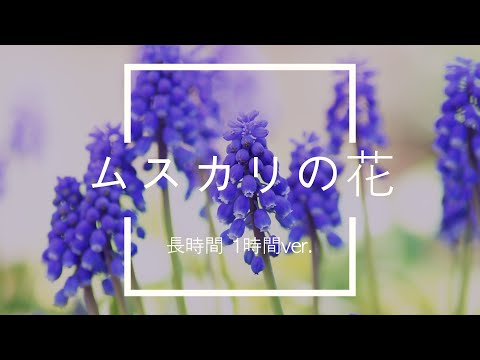 【フリーBGM】ムスカリの花 1時間版【ピアノ/作業用BGM】