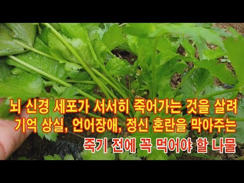 죽기전에 꼭 먹어야 할 나물로 뇌 신경 세포가 죽어가는 것을 막아주어