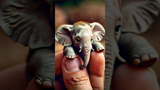 Cute Elephant Cuddle ❤️#CuteOverload #youtubeshorts