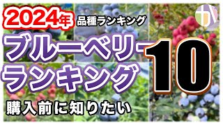 【最新2024年版】ブルーベリー品種ランキングTOP10！50品種以上育てた農家が本気で選ぶおすすめ品種