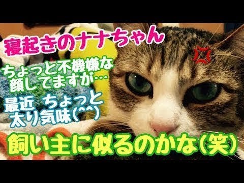 返事する　ネコ