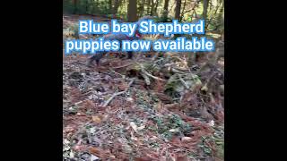 American blue Bay Shepherd puppies now available #reels #reelsyoutube #pets #petlovers