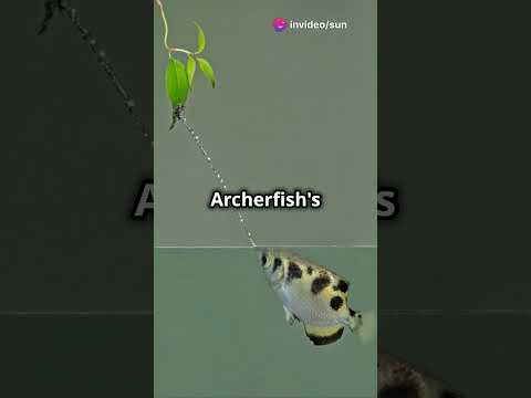 Nature's Sniper!#Archerfish #youtubeshorts #facts #learning #animals #fish #nature #didyouknow #cute