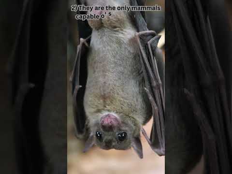 2 Facts That You Never Knew About Bats|| #shorts #trending #viral #education #bat #facts