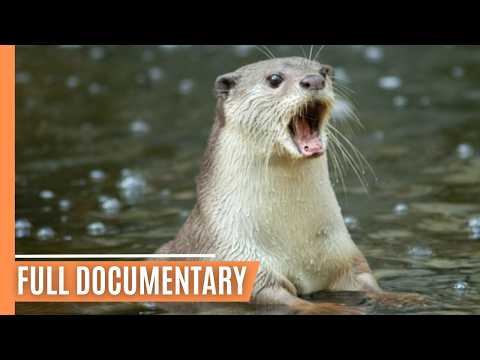 Otters of Europe - Explore Adventures in the Wild | Full Documentary