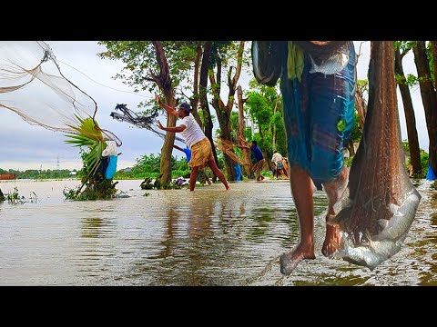 বন্যায় রাস্তায় এতো মাছ এক চালানে জাল ভর্তি!🐬🦈 | Best net fishing #fishing #fishrod