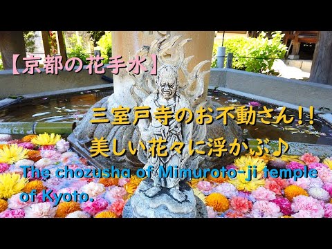 【花手水】三室戸寺のお不動さんを彩る美しい花々♪【The chozusha of Mimuroto-ji temple of Kyoto.】