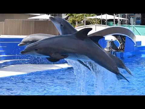 Dolphin Adventures (Full Show) - SeaWorld San Diego - June 16, 2024