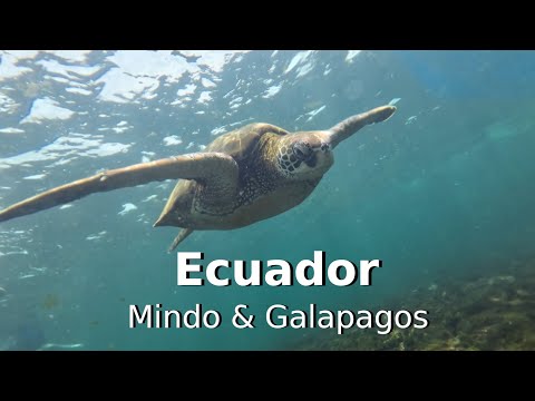 Wild Wonder: Exploring the Mindo Cloud Forest and Galapagos Islands