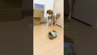 先輩柴と初対面｜PECO #柴犬 #子柴 #子犬 #子犬のいる暮らし #柴犬大好き #shiba #puppy #puppylife #shibainulove #puppylove