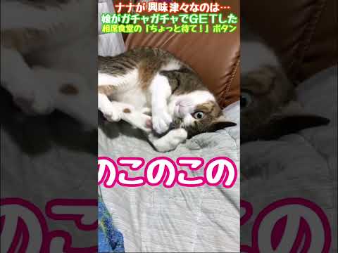 ちょっと待てぃボタンにケンカを売るネコ　#shorts　#ねこ　#猫　#ネコ　 #cat