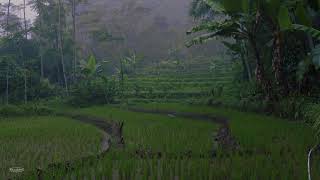 Monsoon Rain & Thunder on Misty Rice Field | Help Sleep, Study, Meditation, PTSD