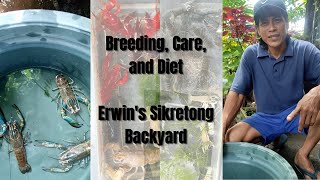 Red Claw Crayfish: Breeding, Care, and Diet | Erwin's Sikretong Backyard | ENGLISH SUB