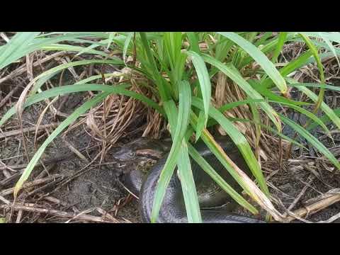 The day the #anaconda swallowed the bird. #wildlife #snake #travellife #tourism #reptiles #tours