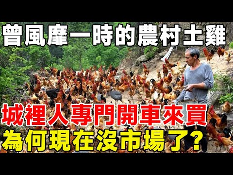 曾風靡一時的農村土雞，城裡人專門開車來買，為何現在沒市場了？#科普頻道 #科普