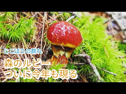 松茸出止まる　ジコボウの発生　まったりトークしながら山歩き　in 長和町