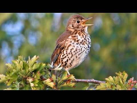 ♫  SONG THRUSH Singing  ♫  6 HOUR Birdsong VIDEO  ♫  4K Sounds of Nature