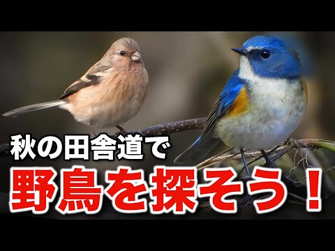 クマタカの飛翔を目撃！バードウォッチングで学ぶ野鳥の生態～