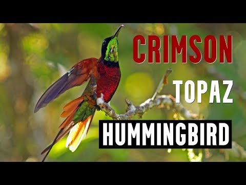 Crimson Topaz Hummingbird - Most beautiful hummingbird?