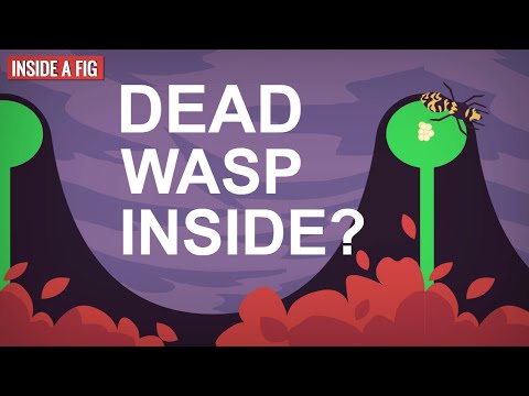 Why do figs have a dead wasp inside? Fig Wasp Pollination Explained